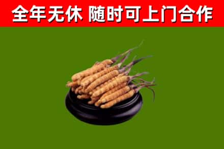 松北烟酒回收冬虫夏草.jpg